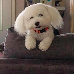 Bichon Frise Puppies from Savannah Bichons