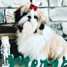 Luna - Shih Tzu