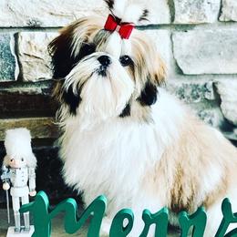 Luna - Shih Tzu