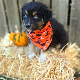 Chucky - Black tri-color male Australian Shepherd puppy in Salem, Oregon from Steady Aim Aussies