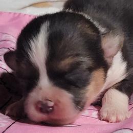 Pink bandana girl - Black and tan female Pembroke Welsh Corgi puppy in Cherokee, Oklahoma from MCS Farms-OK