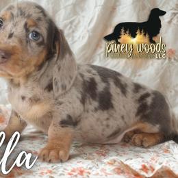 Stella (FULL RUSSIAN) - Dapple female Dachshund puppy in Linden, Texas from Piney Woods Miniature Dachshunds LLC