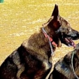 Peanut - German Shepherd