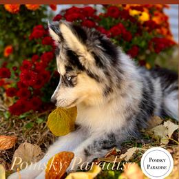 Pomsky Puppies from PomskyParadise