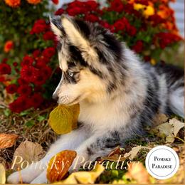 Pomsky Puppies from PomskyParadise
