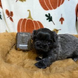 Shih Tzu Puppies from Lavender Lane Tzus