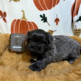 Shih Tzu Puppies from Lavender Lane Tzus