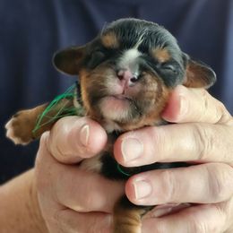 Ellen - Black and tan female Cavalier King Charles Spaniel puppy in Waterloo, Iowa from Muddy Paws Cavaliers