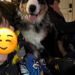 Australian Shepherd All Grown Up from Muckalee Lane Aussies