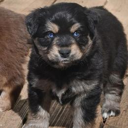 Gunner - Black tri male Miniature Australian Shepherd puppy in Patterson, North Carolina from DreamLine Aussies