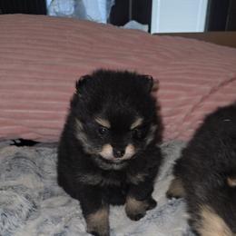 Valerie - Black and tan female Pomeranian puppy in Angleton, Texas from Pomeranian Palace, LLC