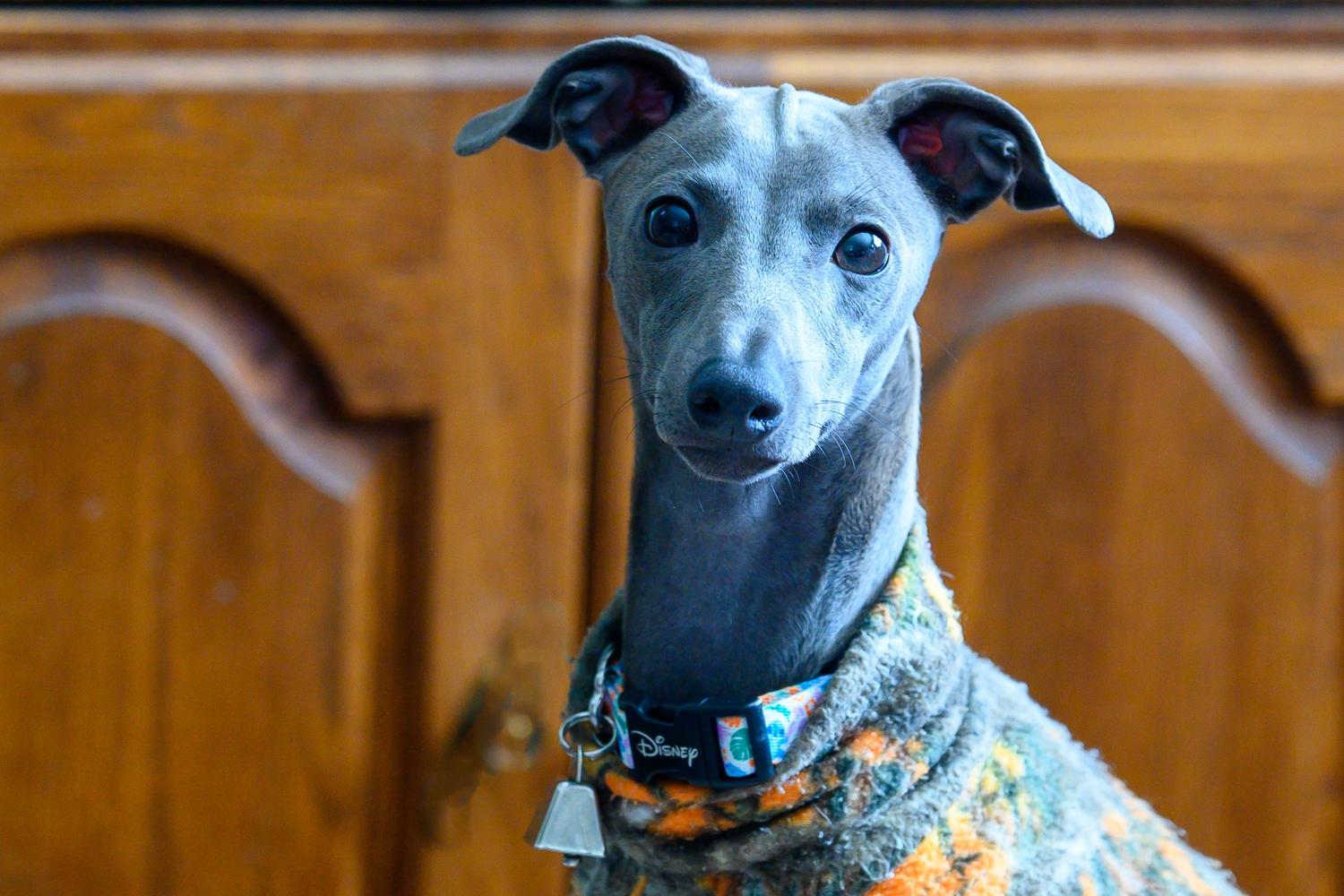 Italian Greyhound sits with a sweater on