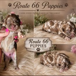 Louis V. - Merle male Shihpoo puppy in Delphos, Ohio from Route 66 Poodles & Doodles, Sapphire Shih-tzu's of Ohio
