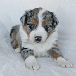 Boy 4 (Blue) - Blue merle male Australian Shepherd puppy in Yakima, Washington from Naches Heights Ranch