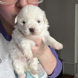 Kosher - White male Coton de Tulear puppy in Sun Prairie, Wisconsin from Firebird Show Dogs