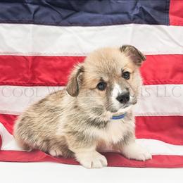 Squirtle - Red male Pembroke Welsh Corgi puppy in Kiowa, Colorado from Cool Water Corgis LLC