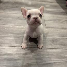 French Bulldog Puppies from The Frenchie Lady Co.