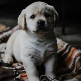 Labrador Retriever Puppies from Landon J Farms Labrador Retrievers