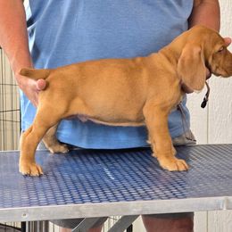 Wirehaired Vizsla Puppies from Prosperity Point Gundogs