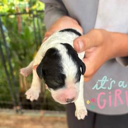 Nani - Parti female Goldendoodle puppy in Willits, California from Big Island Goldendoodles