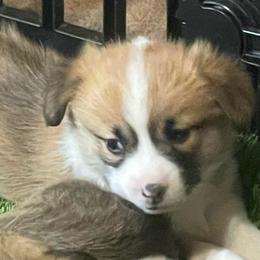 Skipper - Red male Pembroke Welsh Corgi puppy in Adairsville, Georgia from R&R Corgis