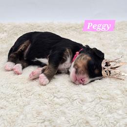 Peggy - Tri-color female Bernedoodle puppy in Neillsville, Wisconsin from Granton Creek