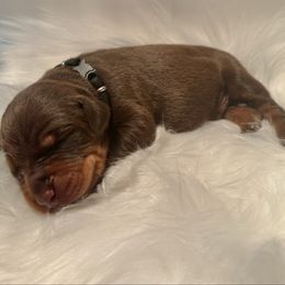 Black collar female - Red and rust female Doberman Pinscher puppy in Fostoria, Michigan from Jensen Dobermans and Dachshunds