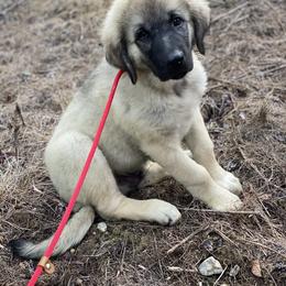 Anatolian Shepherd Dog and Australian Shepherd Puppies from Echolight Australian Shepherds