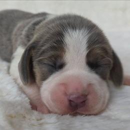 Yellow collar girl - Blue tan and white female Beagle puppy in Spring Branch, Texas from Lost Trail Kennels