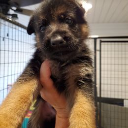German Shepherd Puppies from Shield Kennels