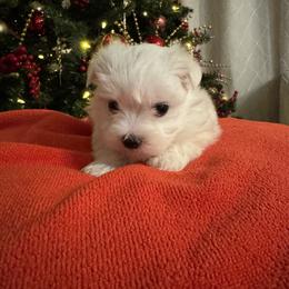 Max - White male Maltese puppy in Dallas, Texas from Lizeth's Pups