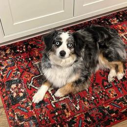 Juniper - Blue merle female Toy Australian Shepherd puppy in Bristow, Iowa from Pine Ridge Toy and Mini Aussies