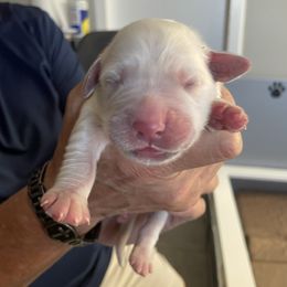 Dark Blue Boy - Light golden male Golden Retriever puppy in Peoria, Arizona from Westwing Retrievers