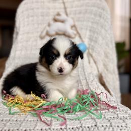 Yellow Female - Black and tan female Pembroke Welsh Corgi puppy in La Porte City, Iowa from Cedar River Corgis