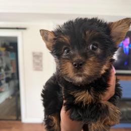 Biscuit - Black and tan male Yorkshire Terrier puppy in Selden, New York from Alisha's Yorkshire Terriers