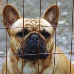 Merlin - French Bulldog