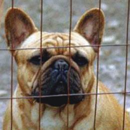 Merlin - French Bulldog