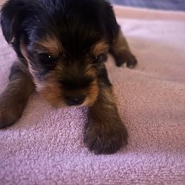 Charlie - Black and tan male Yorkshire Terrier puppy in Boston, Massachusetts from Little Yorkes of Boston
