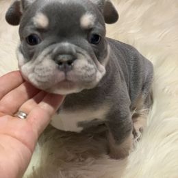 French Bulldog Puppies from McKay’s frenchies & fluffies