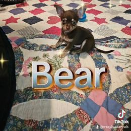Bear - Chocolate brindled fawn male Chihuahua puppy in Meridian, Oklahoma from Crazy Love Kennels
