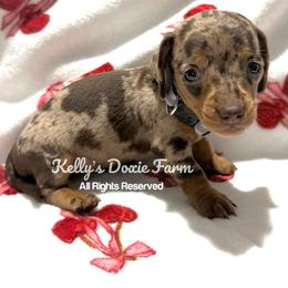 Chocolate and Tan Dapple Female Smooth Purple Collar - Chocolate and tan female Dachshund puppy in Cleveland, Tennessee from Kelly's Doxie Farm