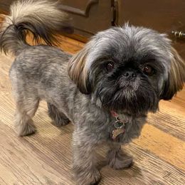 Shih Tzus from The Better Bred Shih Tzu