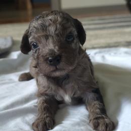 Boy3 - Merle male Cavapoo puppy in Medina, Ohio from Momma's Minis