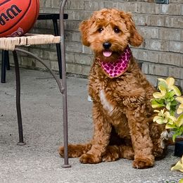Hazel - Goldendoodle