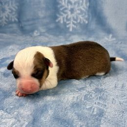 Dasher - Sable and white male American Corgi puppy in Waskom, Texas from Piney Woods Corgis