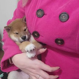 Shiba Inu Puppies from Diwasou