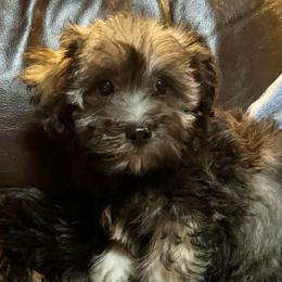 Otis - Black and silver male Havanese puppy in Lancaster, South Carolina from 3 Bs Havanese-PUPPIES with  PURPOSE
