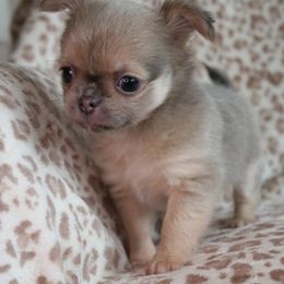 Elsa - Blue fawn Chihuahua puppy in Altoona, Alabama from Shady Grove Chihuahuas