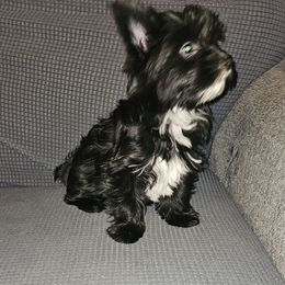 Venus - Parti female Yorkshire Terrier puppy in Hamilton, Ohio from Purebred Yorkies of Ohio