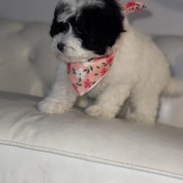 Bernedoodle, Cavapoo, Goldendoodle, Miniature Schnauzer, and Poodle Puppies from Pet Inn Xxweetdoodles